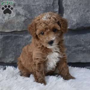 Toy Poodle Puppies For Sale | Greenfield Puppies