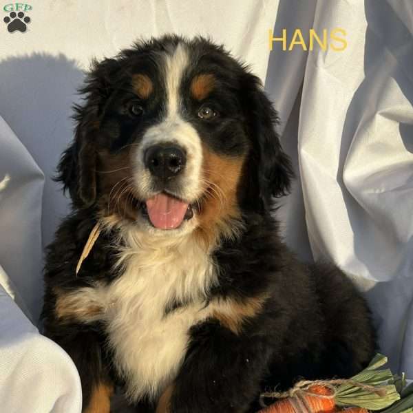 Hans, Bernese Mountain Dog Puppy