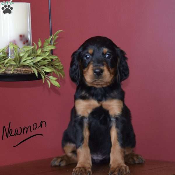 Newman, Irish Setter Mix Puppy