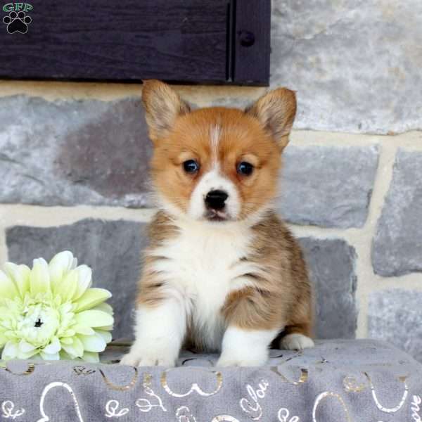 Eleanor, Pembroke Welsh Corgi Puppy