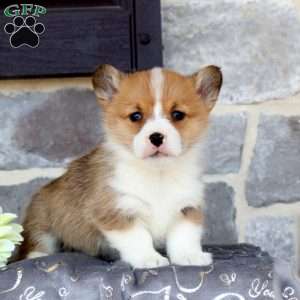 Pembroke Welsh Corgi Puppies for Sale - Greenfield Puppies