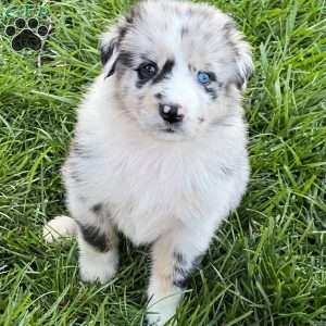 Australian Shepherd Puppies For Sale - Greenfield Puppies