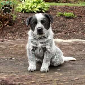 Blue Heeler Puppies For Sale - Greenfield Puppies
