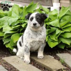 Blue Heeler Puppies For Sale - Greenfield Puppies