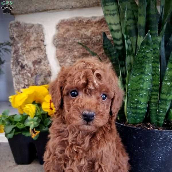 Baize, Toy Poodle Puppy