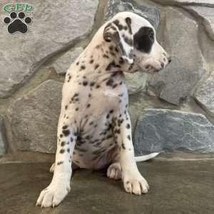 Dalmatian Puppies For Sale - Greenfield Puppies