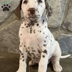 Dalmatian Puppies For Sale - Greenfield Puppies