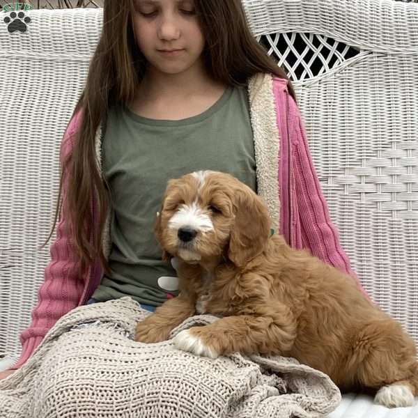 Hazel, Goldendoodle Puppy