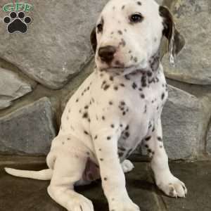 Dalmatian Puppies For Sale - Greenfield Puppies