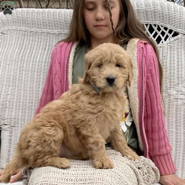 Lucy, Goldendoodle Puppy