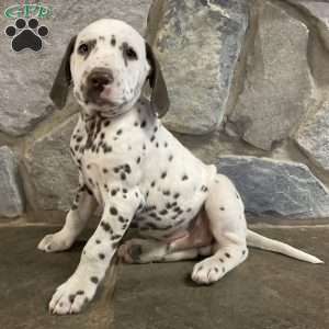 Dalmatian Puppies For Sale - Greenfield Puppies