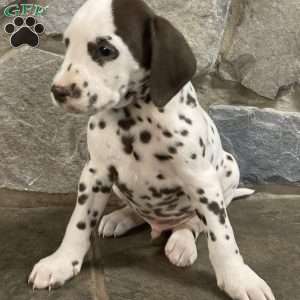 Dalmatian Puppies For Sale - Greenfield Puppies