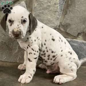 Dalmatian Puppies For Sale - Greenfield Puppies