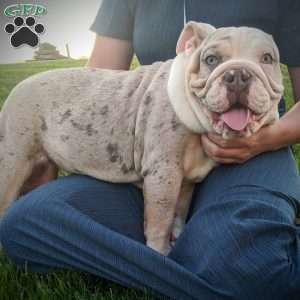 Ella, English Bulldog Puppy
