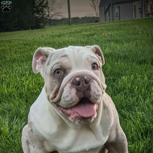 Ella, English Bulldog Puppy
