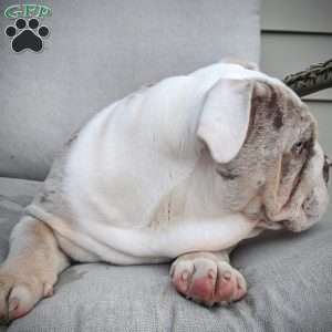 Ella, English Bulldog Puppy