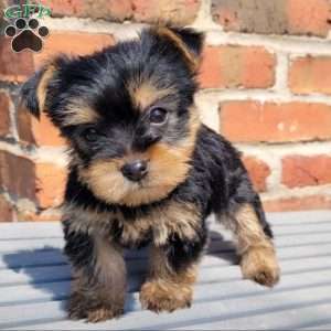 Yorkshire Terrier Puppies for Sale - Greenfield Puppies