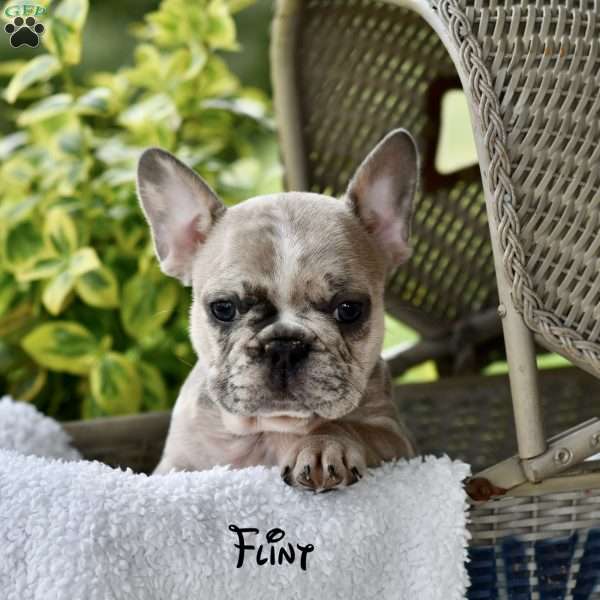 Flint, French Bulldog Puppy