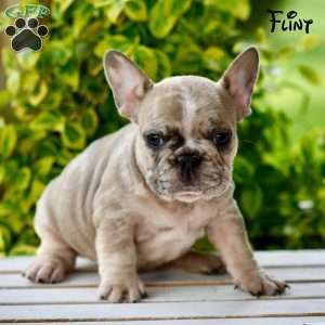 Flint, French Bulldog Puppy