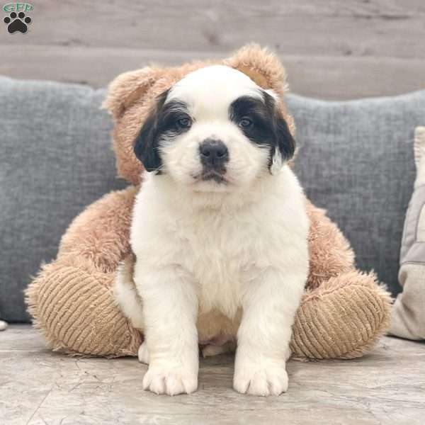 Belle, Saint Bernard Puppy