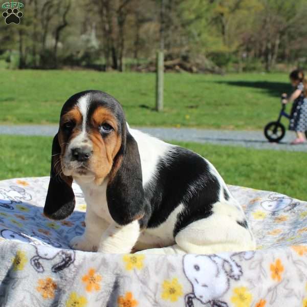 Bridget, Basset Hound Puppy