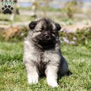 Keeshond Puppies For Sale | Greenfield Puppies