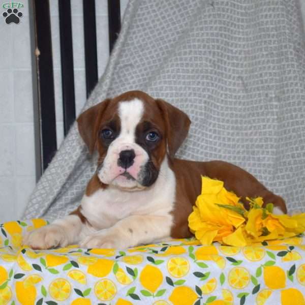 Louie, Boxer Puppy