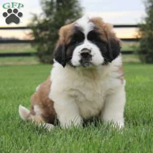 Saint Bernard Puppies for Sale | Greenfield Puppies