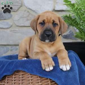 Boxador Puppies For Sale | Greenfield Puppies