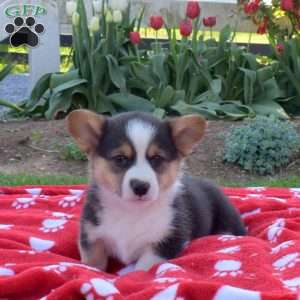 Jacob Stoltzfus - Greenfield Puppies
