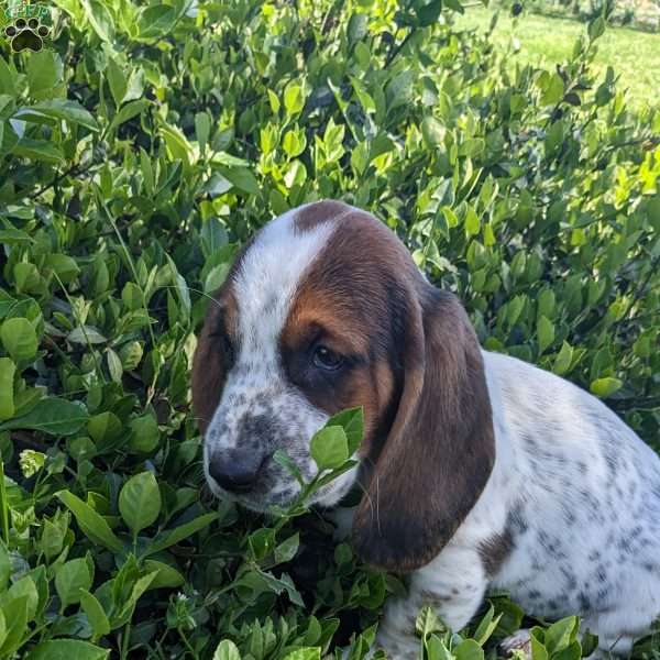 Monica, Basset Hound Puppy