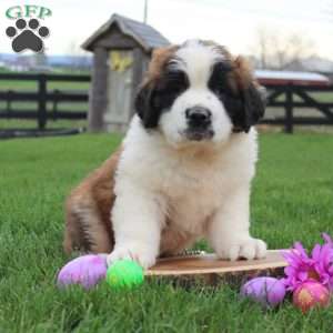 Saint Bernard Puppies for Sale | Greenfield Puppies