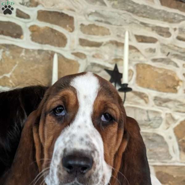 Kisha, Basset Hound Puppy