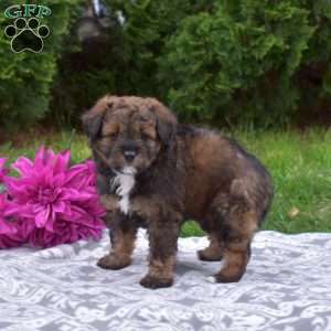 Peter, Miniature Poodle Mix Puppy