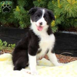 Border Collie Puppies For Sale - Greenfield Puppies