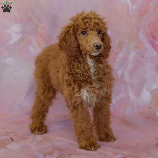 Samantha, Miniature Poodle Puppy