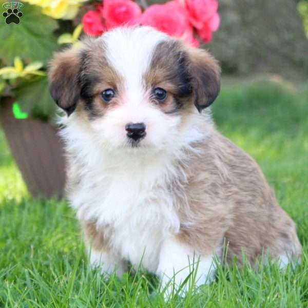 Sadie, Corgipoo Puppy