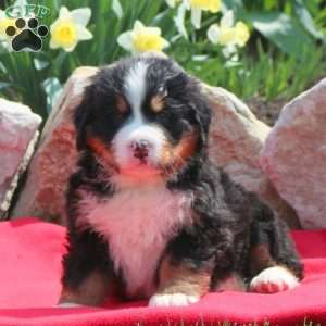 Mannie Fisher - Greenfield Puppies