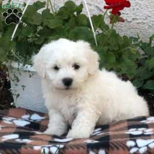 Bichon Frise Puppies For Sale - Greenfield Puppies