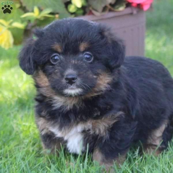 Sophie, Corgipoo Puppy