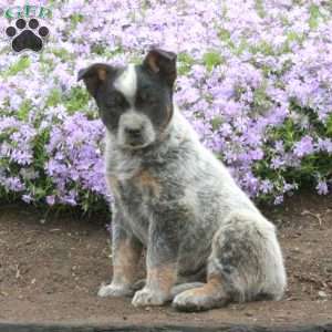 Blue Heeler Puppies For Sale - Greenfield Puppies