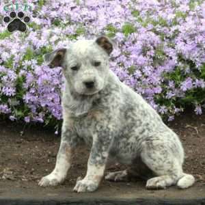 Blue Heeler Puppies For Sale - Greenfield Puppies