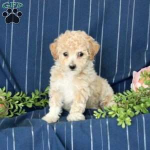 Bich-poo Puppies For Sale | Greenfield Puppies