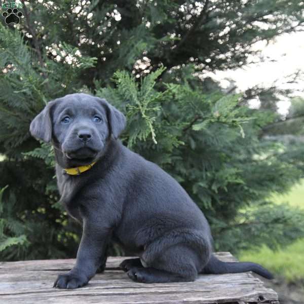 Missy, Charcoal Labrador Retriever Puppy