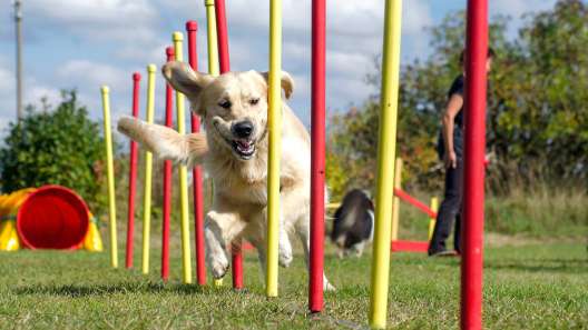 Guide to Agility Training for Dogs