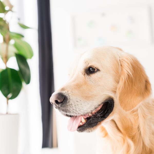 golden retriever with a plant in the background