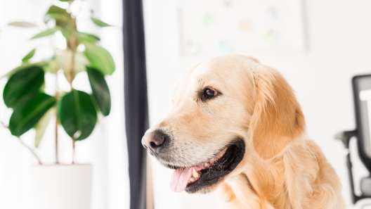 9 Plants Safe For Dogs