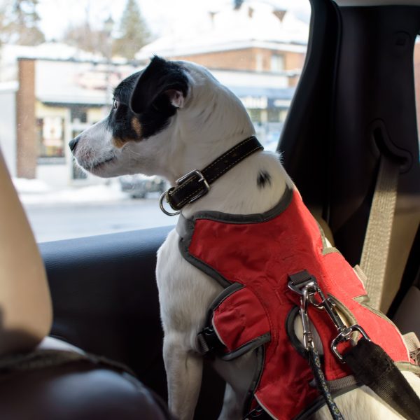 small dog in a harness looking out a car window