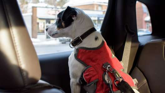 6 Essential Car Safety Tips For Dogs