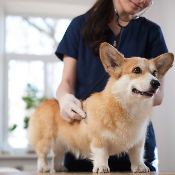 vet pressing stethoscope to corgi's side